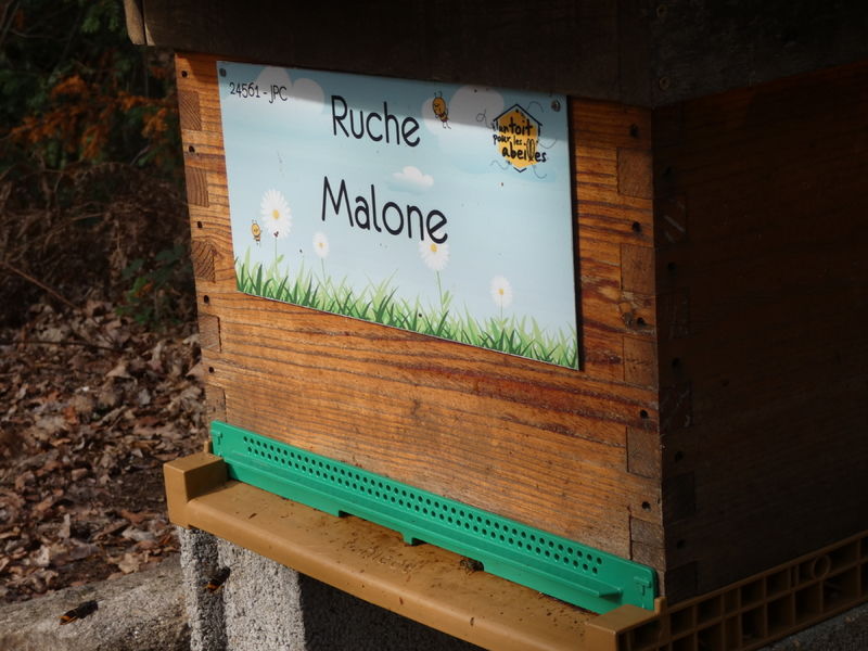 La ruche Malone