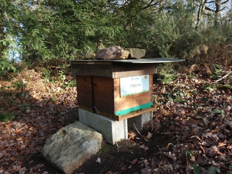 La ruche Malone