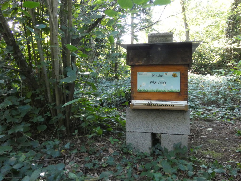 La ruche Malone