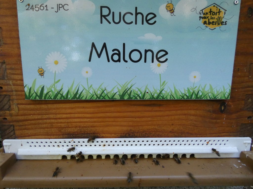 La ruche Malone