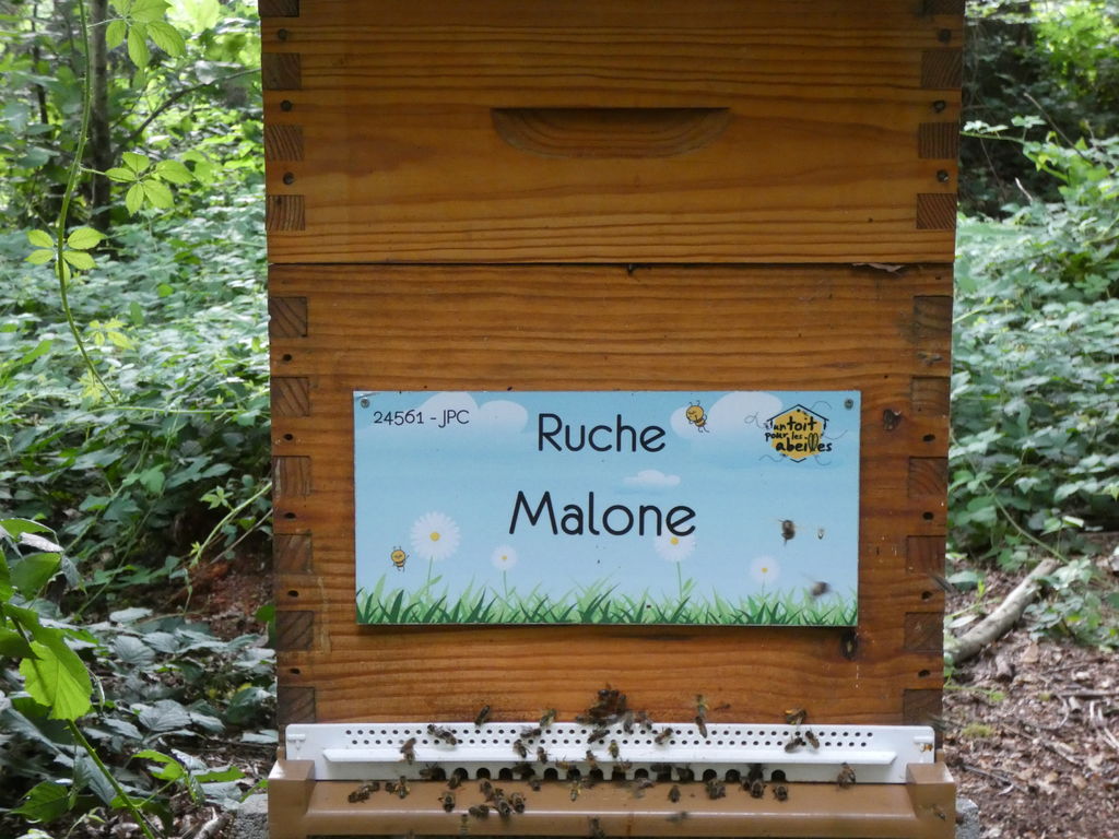 La ruche Malone