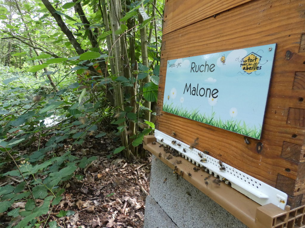 La ruche Malone