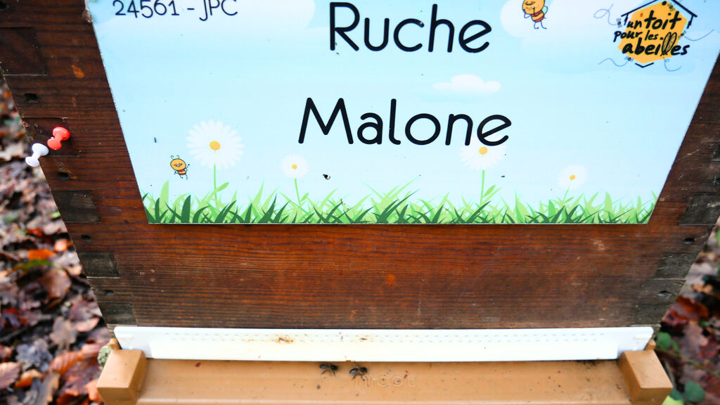 La ruche Malone