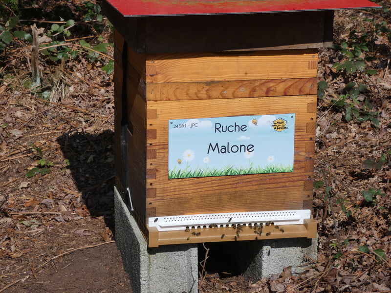 La ruche Malone