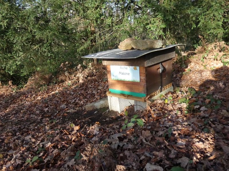 La ruche Malone