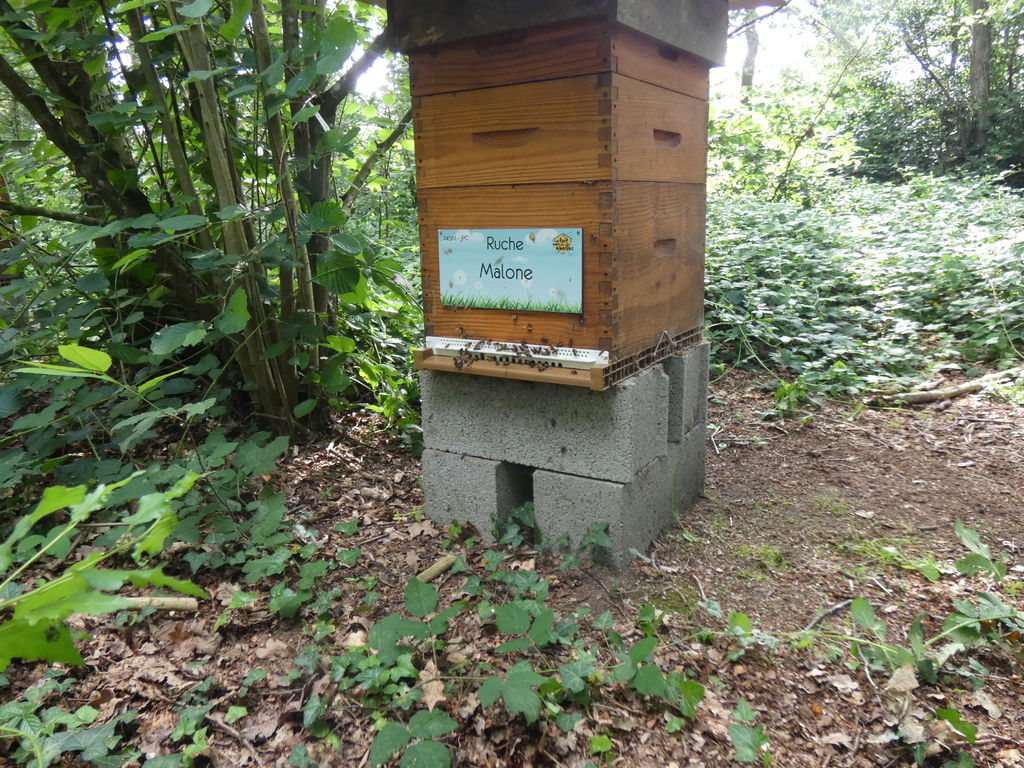 La ruche Malone