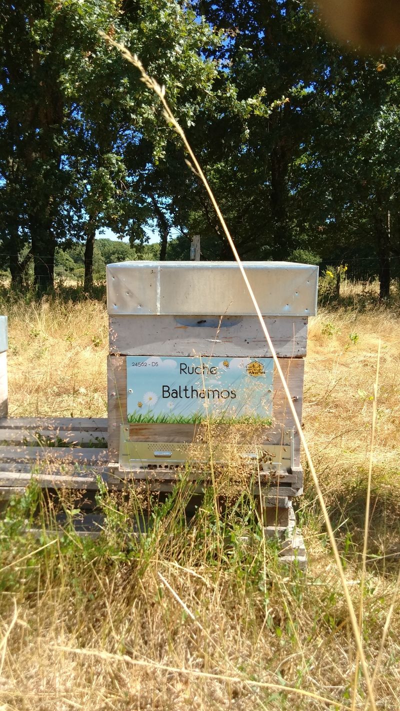 La ruche Balthamos