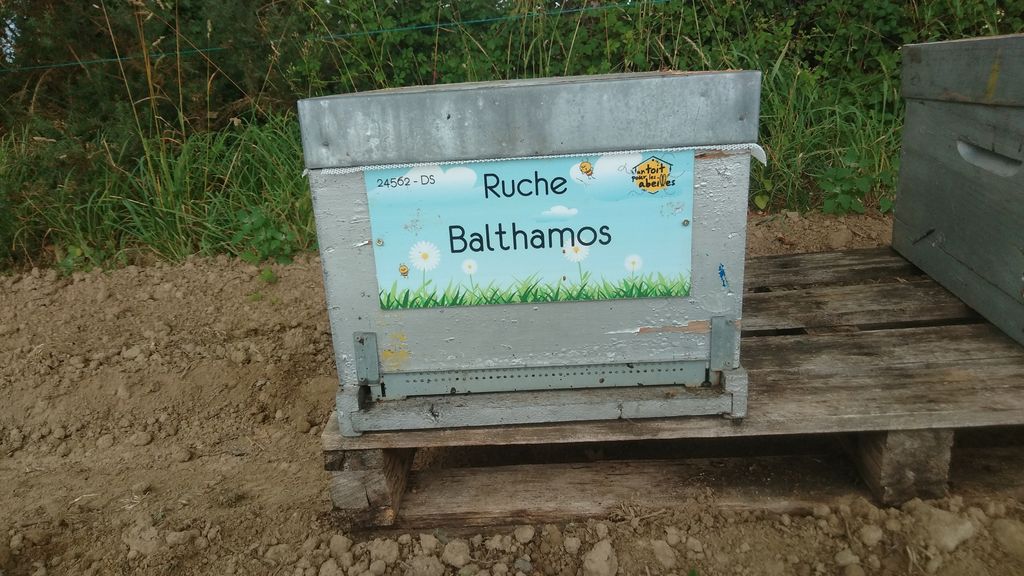 La ruche Balthamos