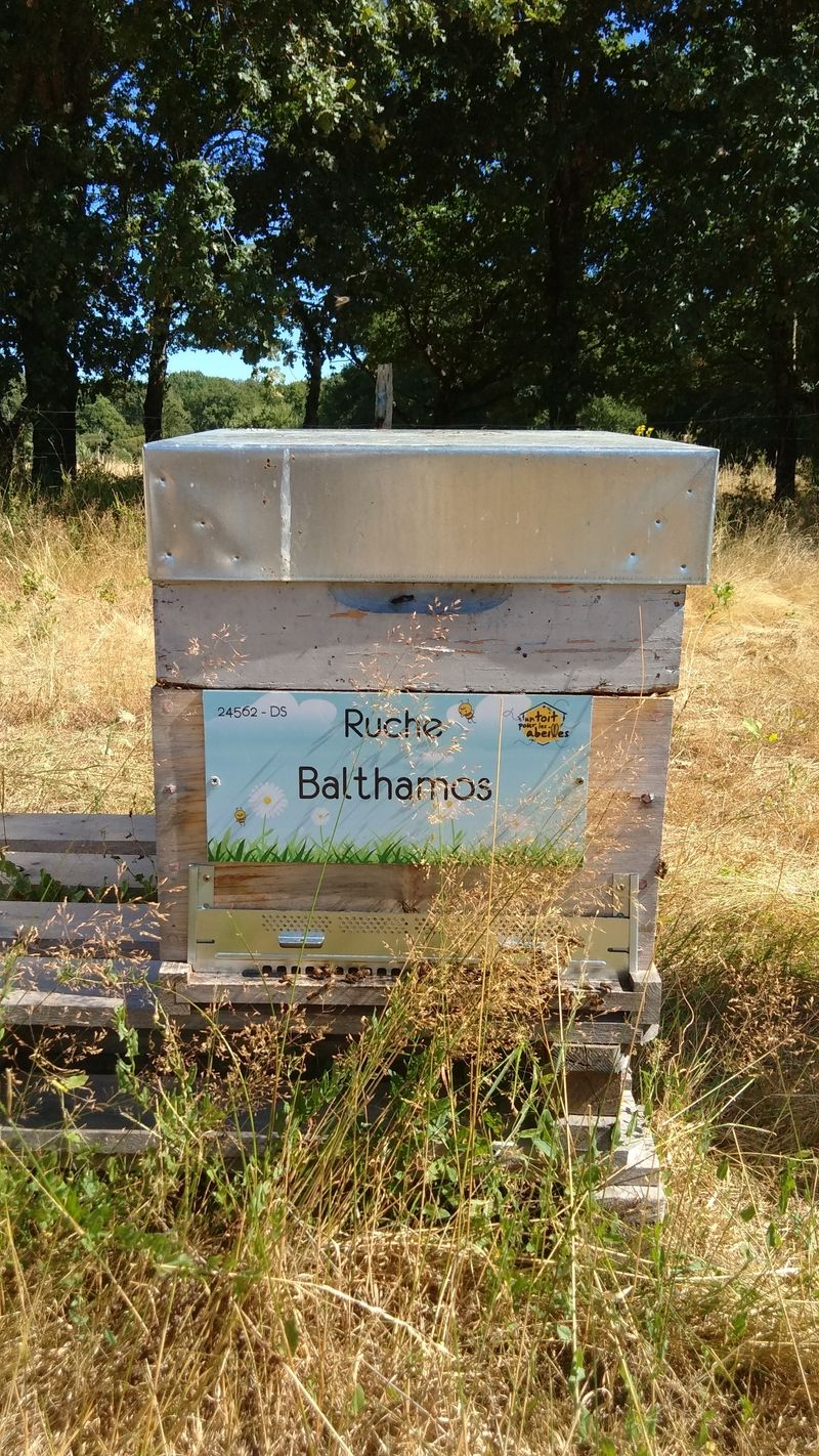 La ruche Balthamos