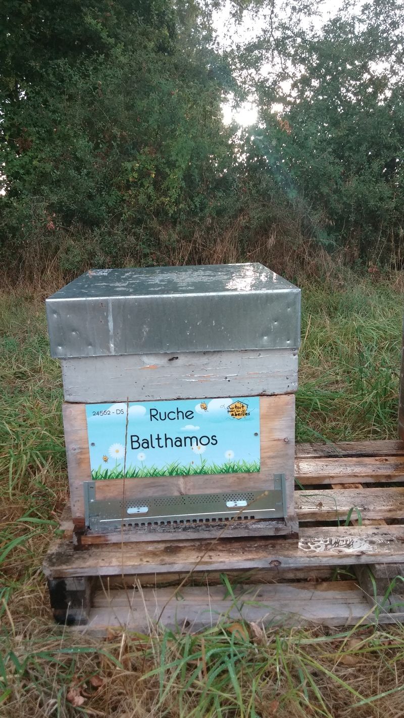 La ruche Balthamos