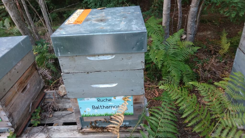 La ruche Balthamos