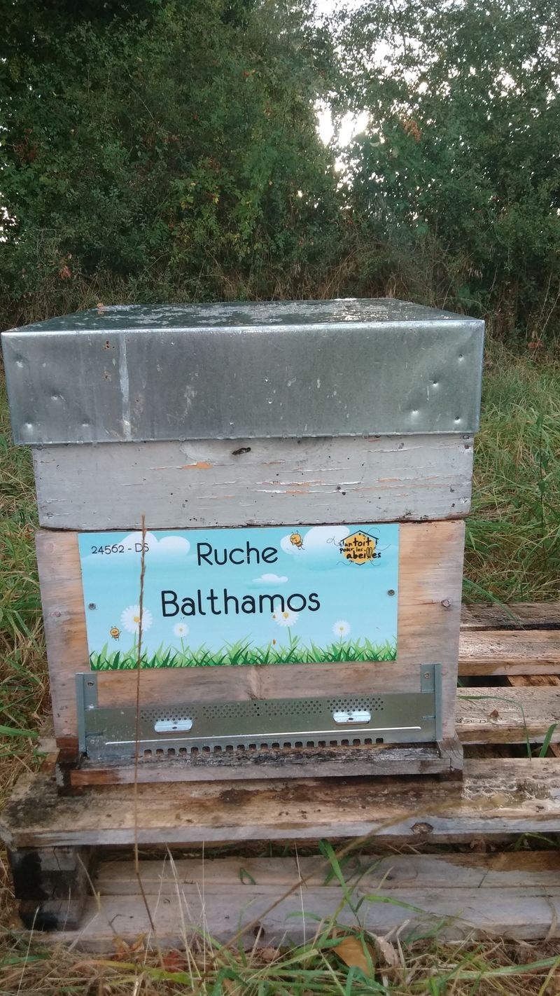 La ruche Balthamos