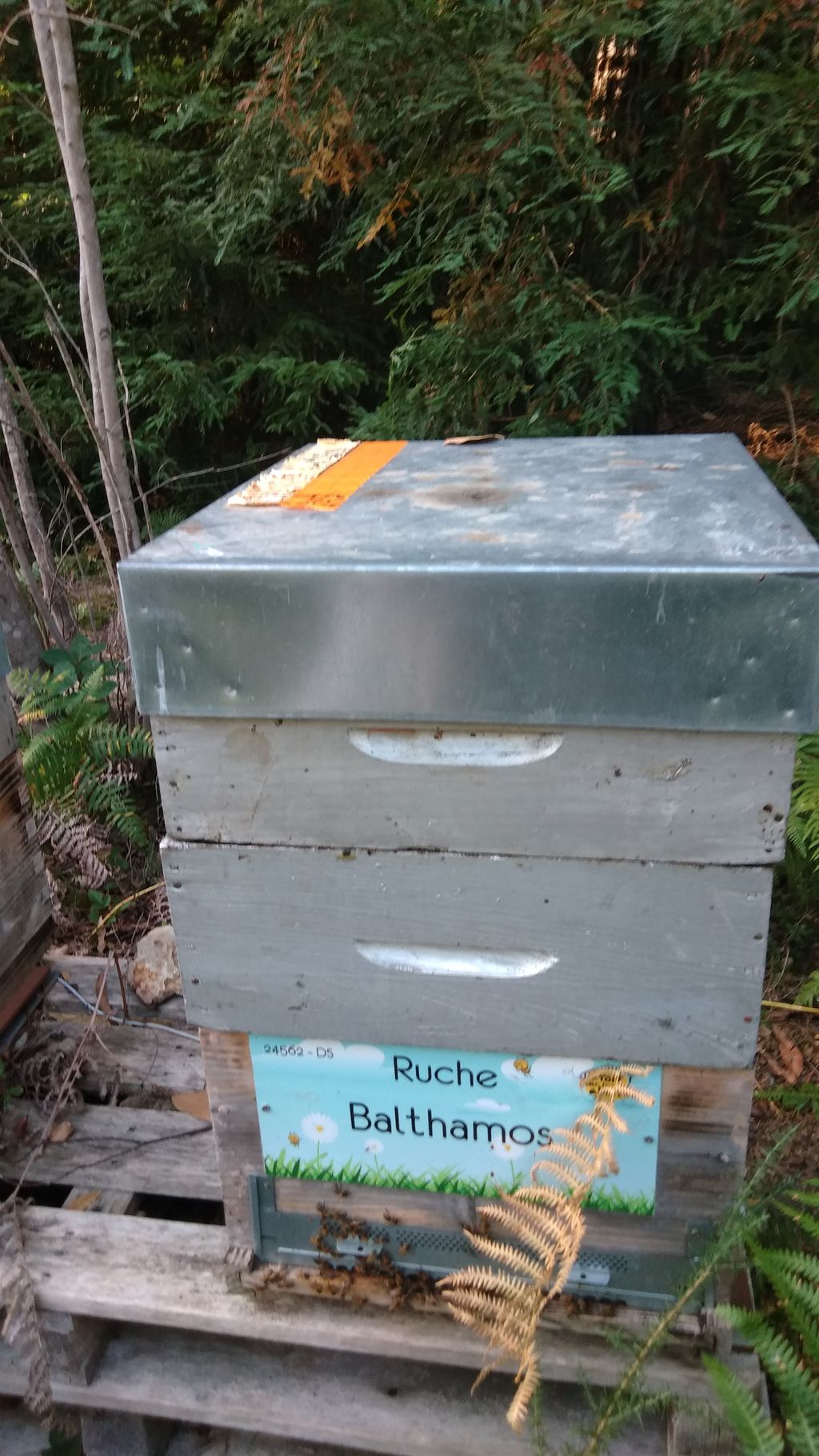 La ruche Balthamos