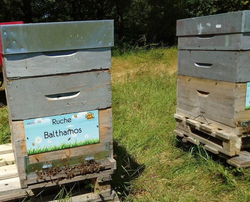 La ruche Balthamos