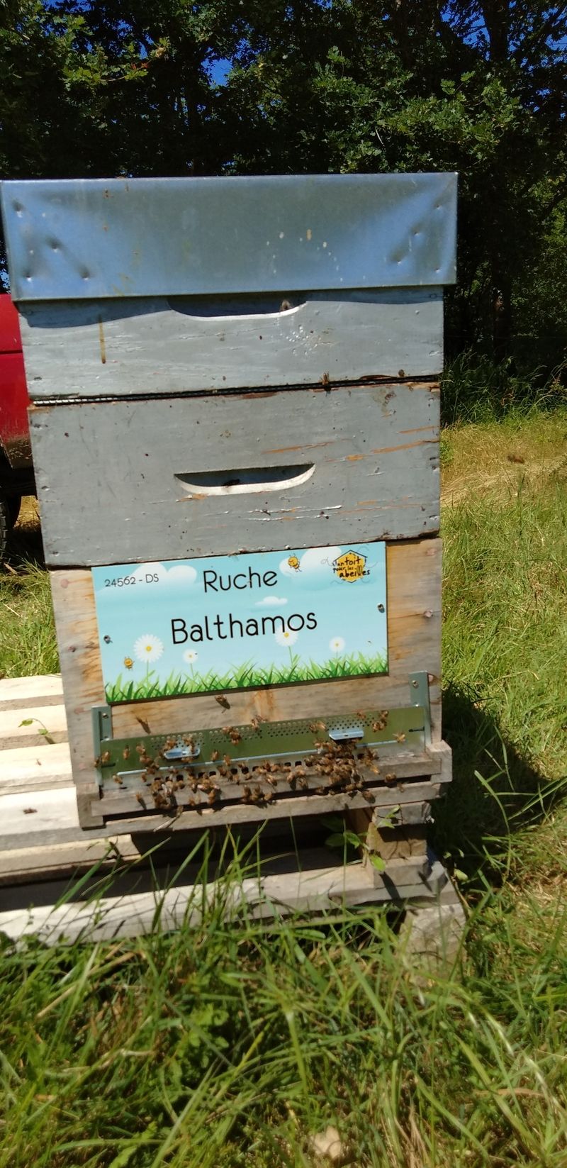 La ruche Balthamos