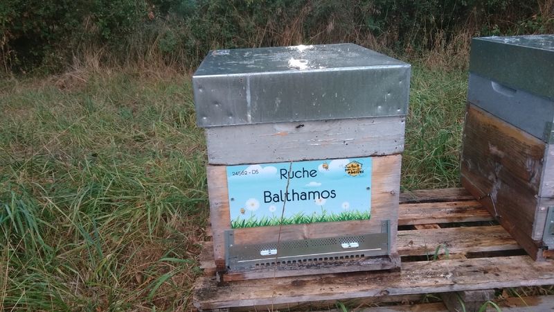 La ruche Balthamos