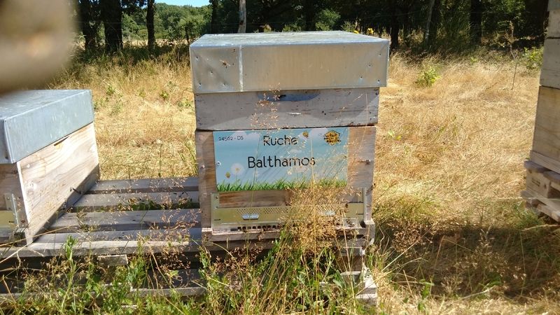 La ruche Balthamos