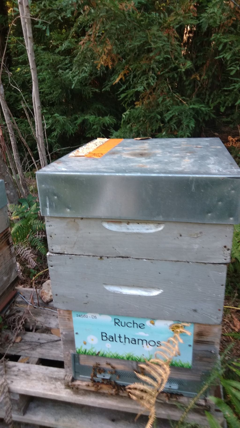 La ruche Balthamos