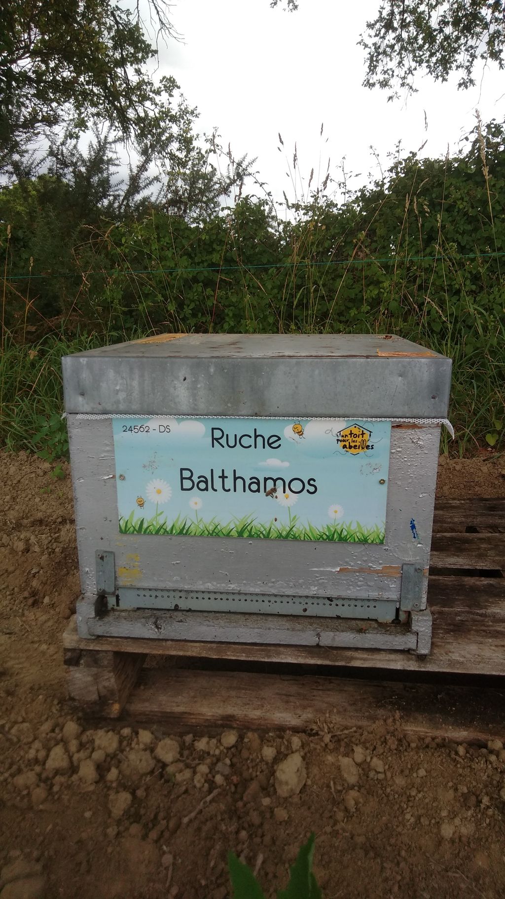 La ruche Balthamos