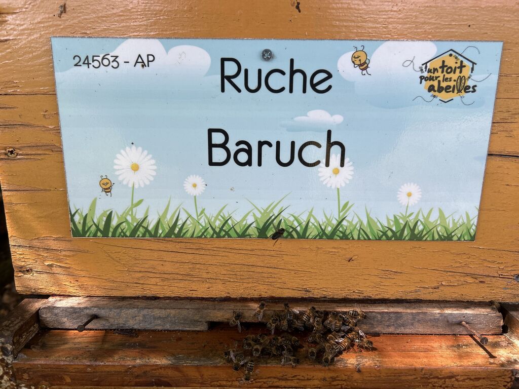 La ruche Baruch