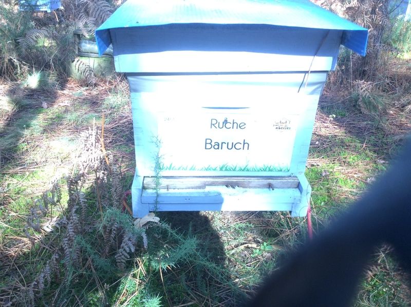 La ruche Baruch