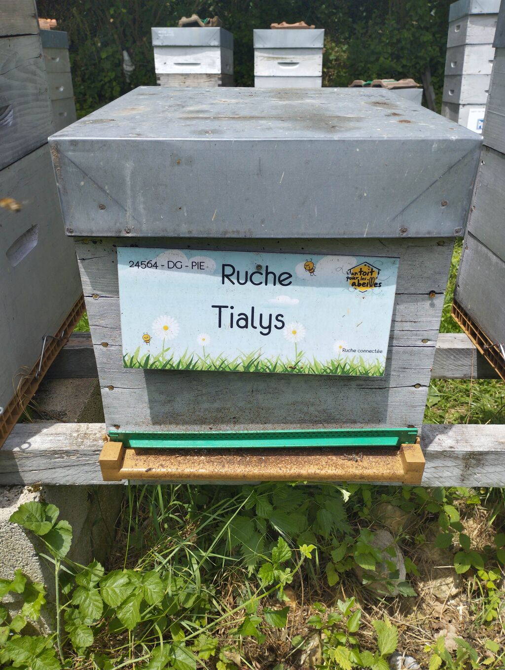 La ruche 