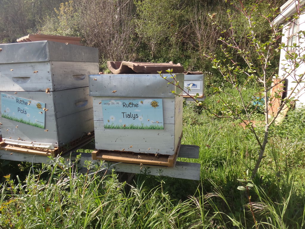 La ruche Tialys