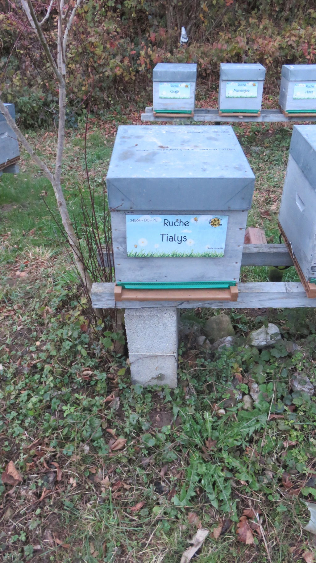La ruche Tialys
