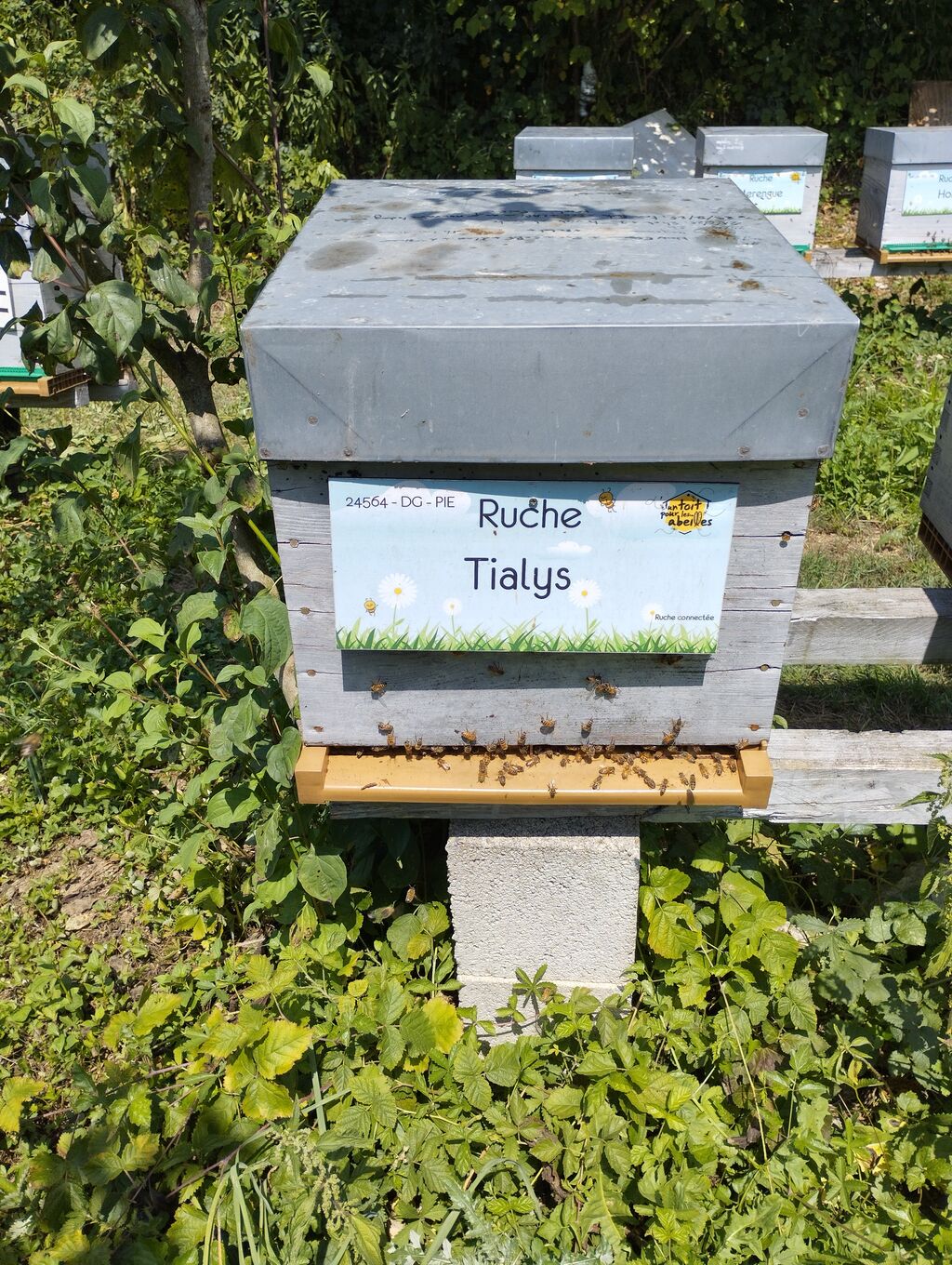La ruche Tialys