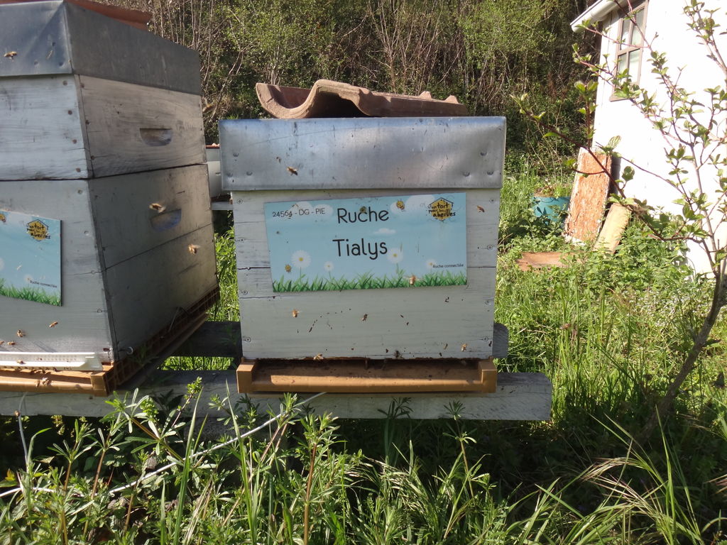 La ruche Tialys