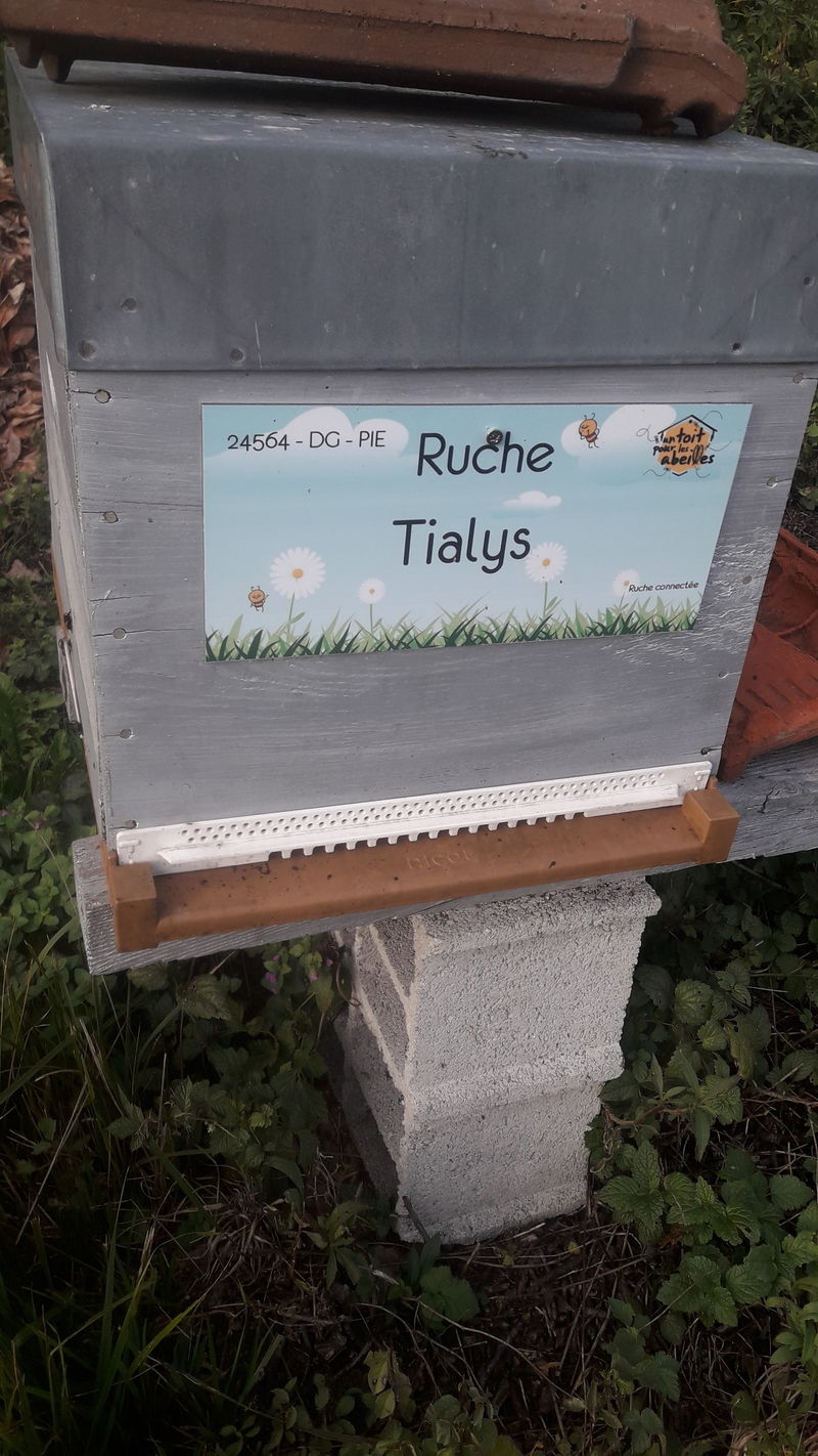 La ruche 