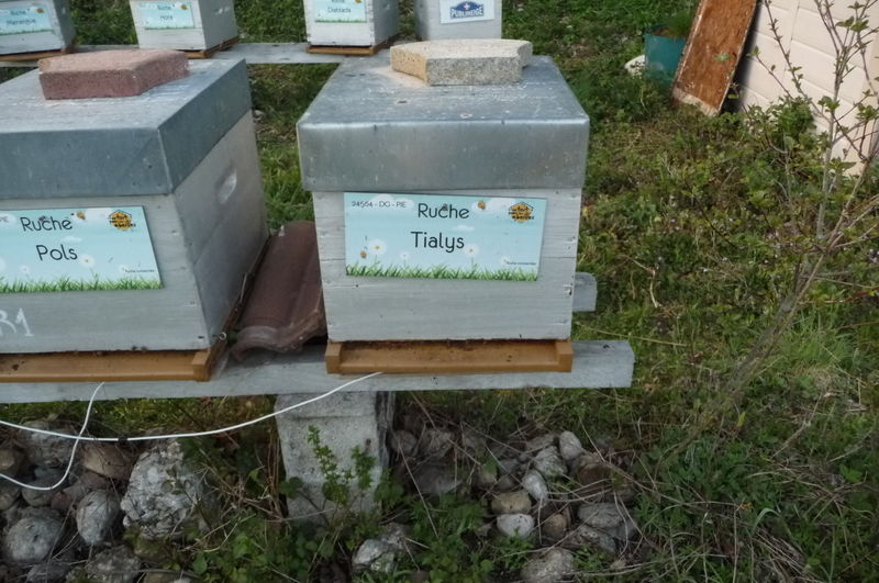 La ruche Tialys