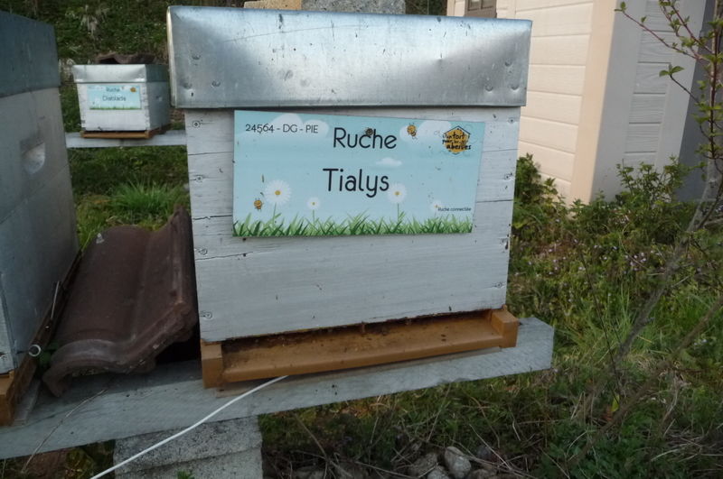 La ruche Tialys