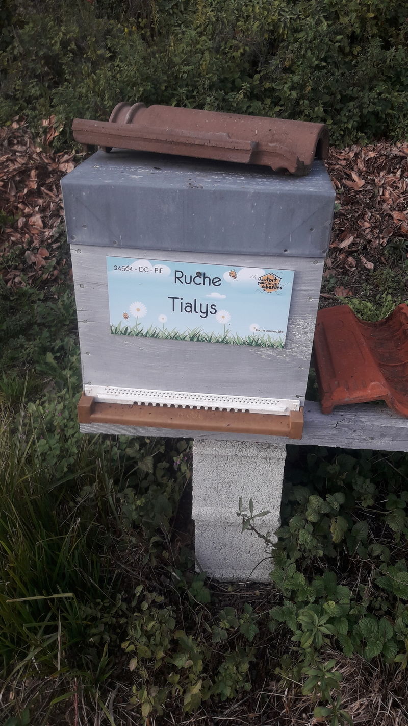 La ruche Tialys