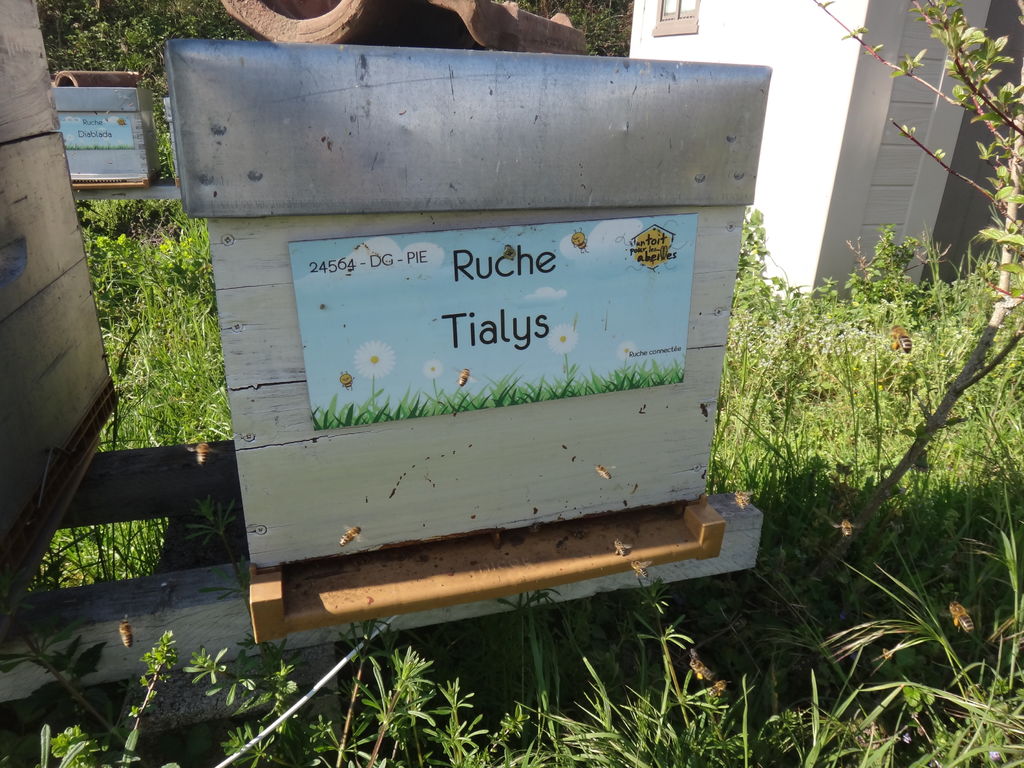 La ruche Tialys