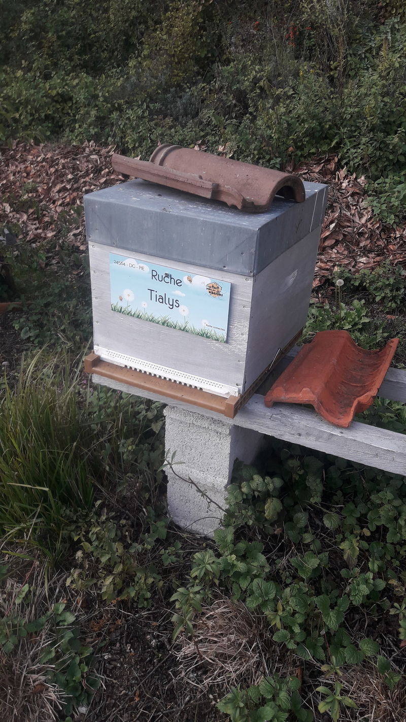 La ruche Tialys