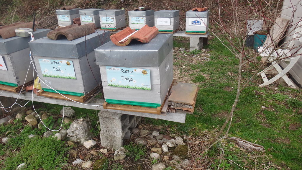 La ruche Tialys
