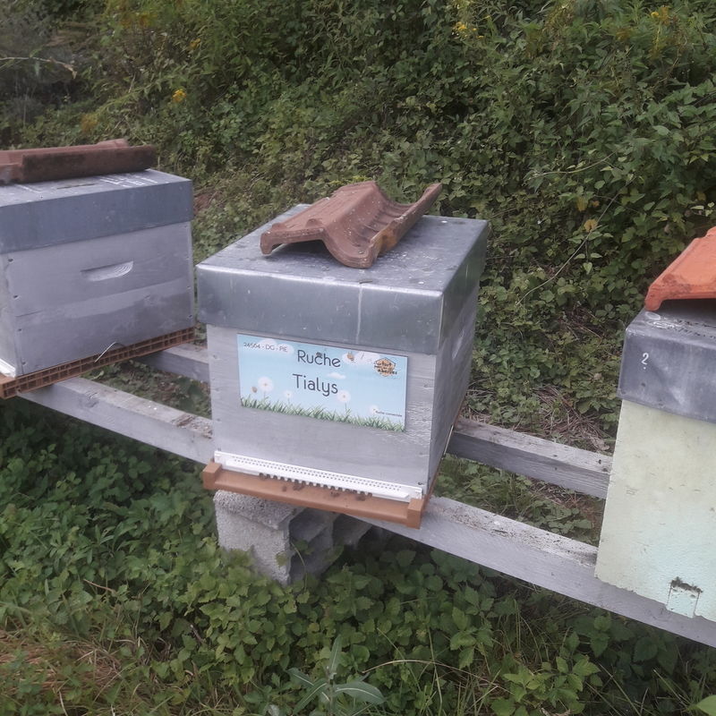 La ruche Tialys