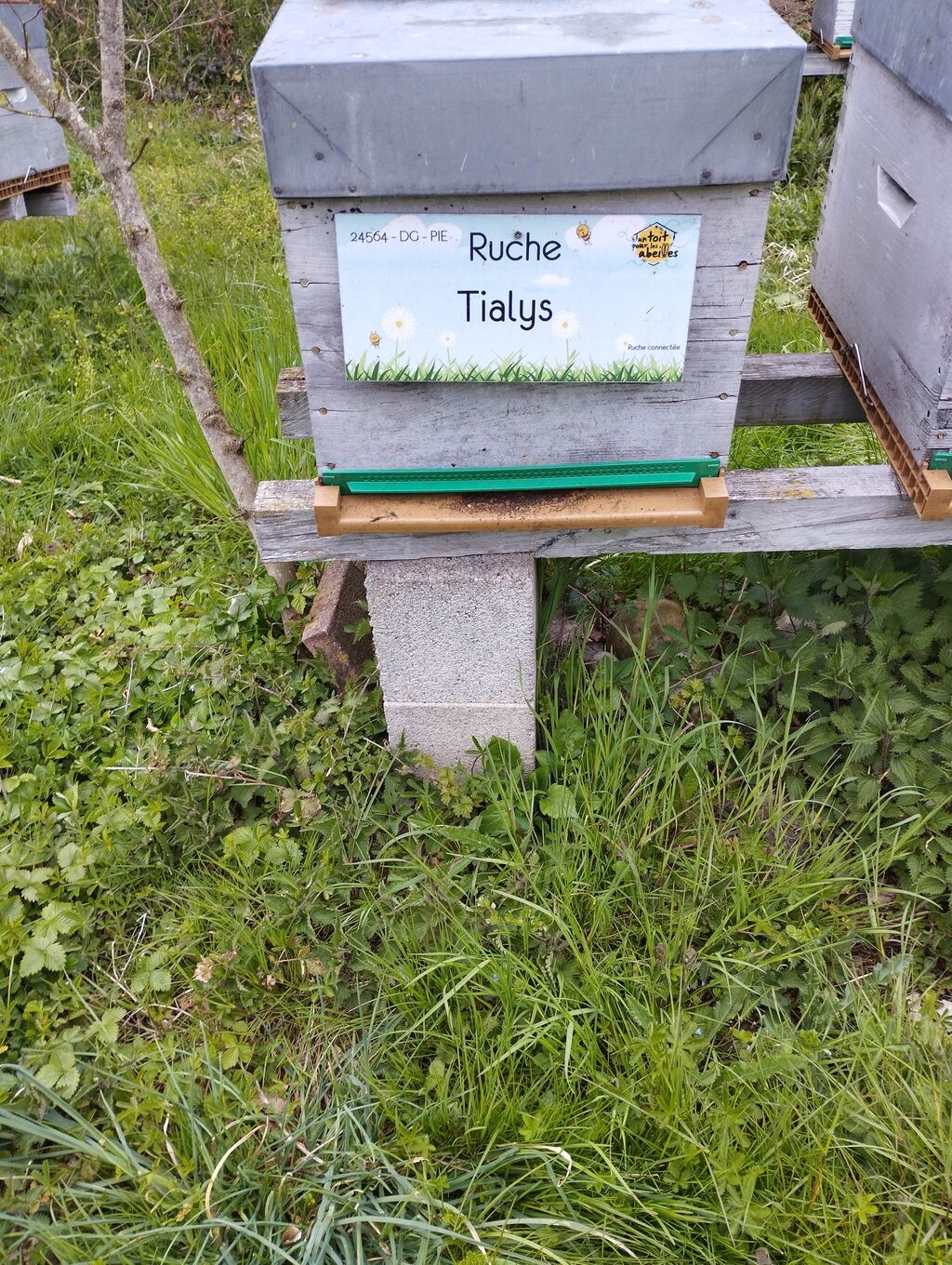 La ruche Tialys
