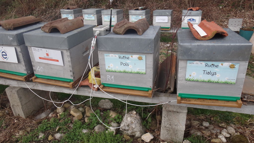 La ruche Tialys