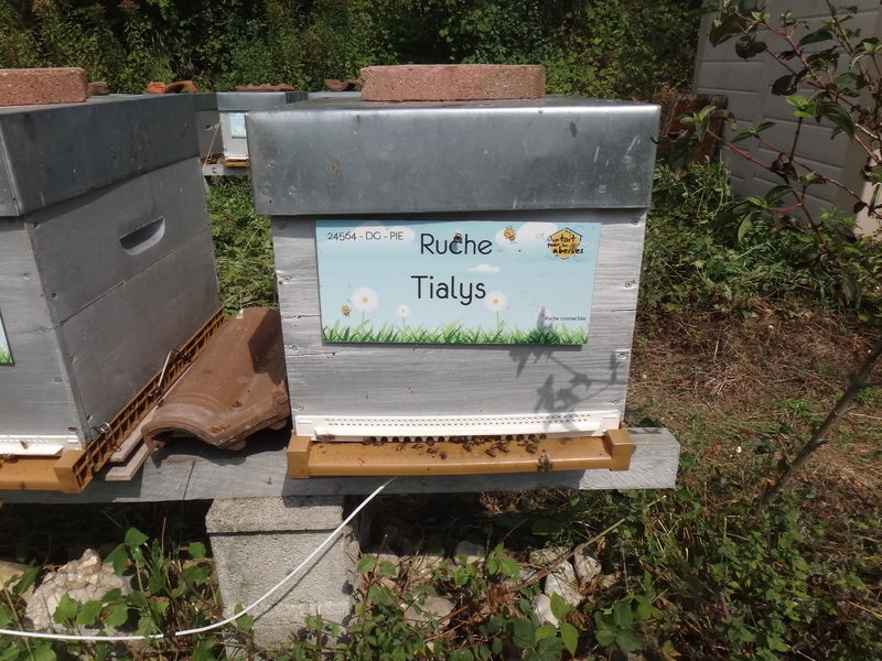 La ruche Tialys