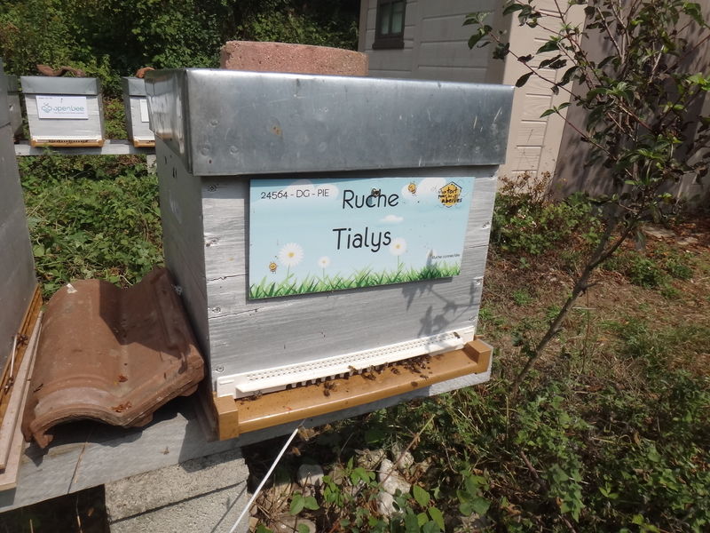 La ruche Tialys