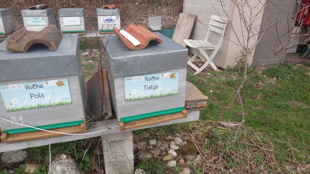 La ruche Tialys