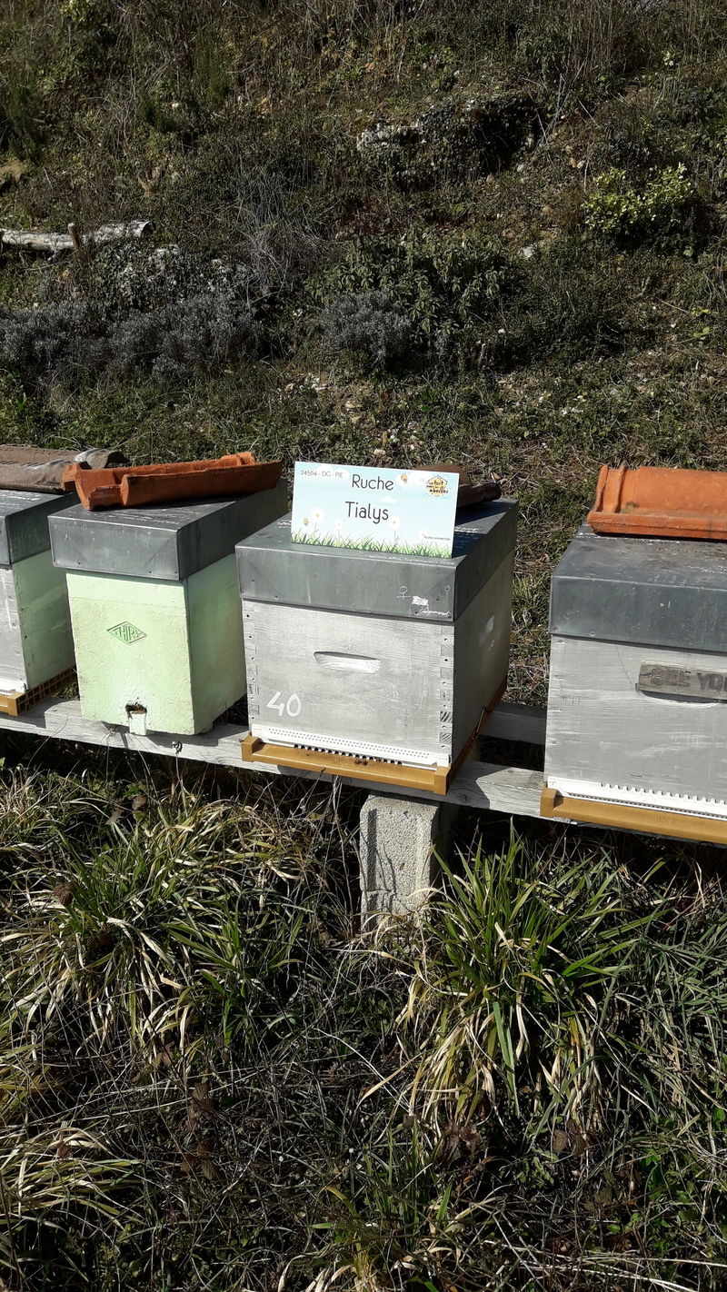 La ruche Tialys