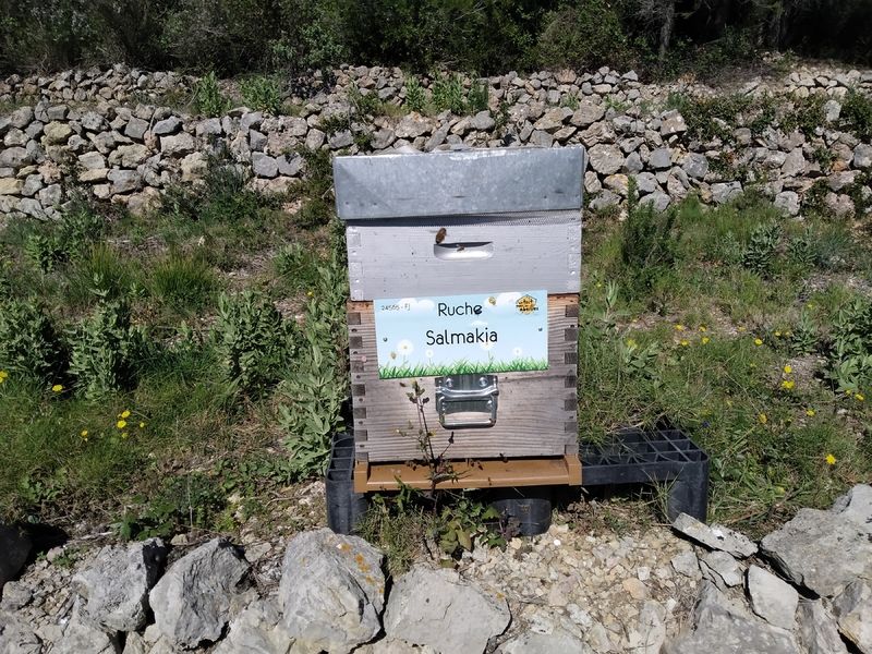 La ruche Salmakia