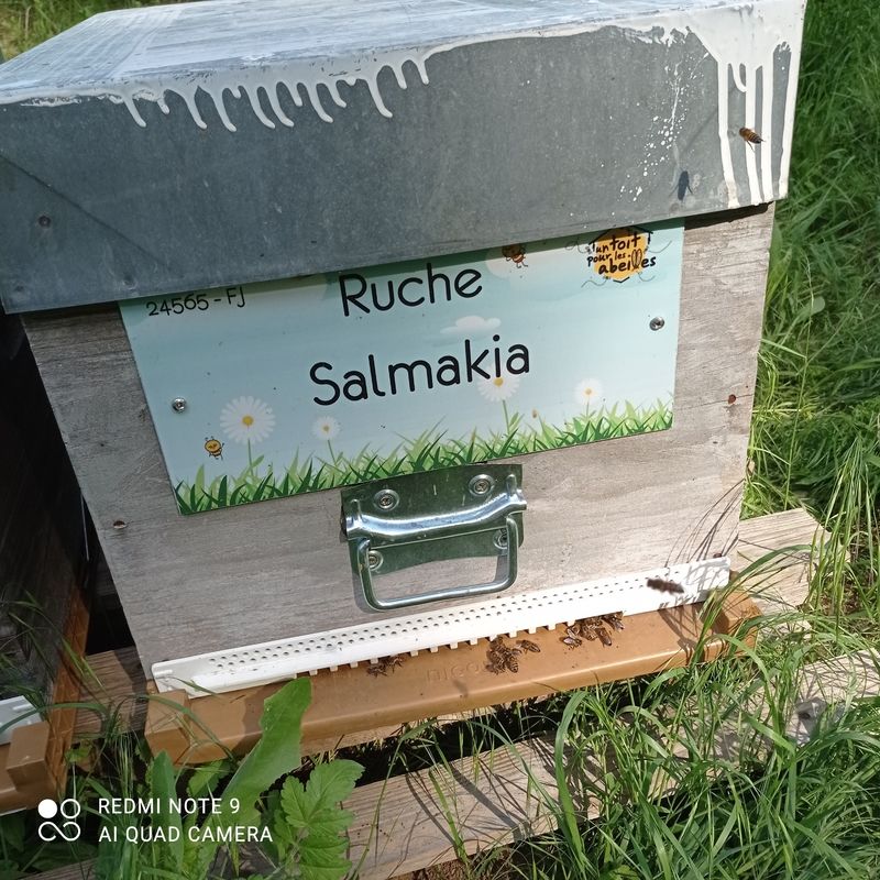 La ruche Salmakia