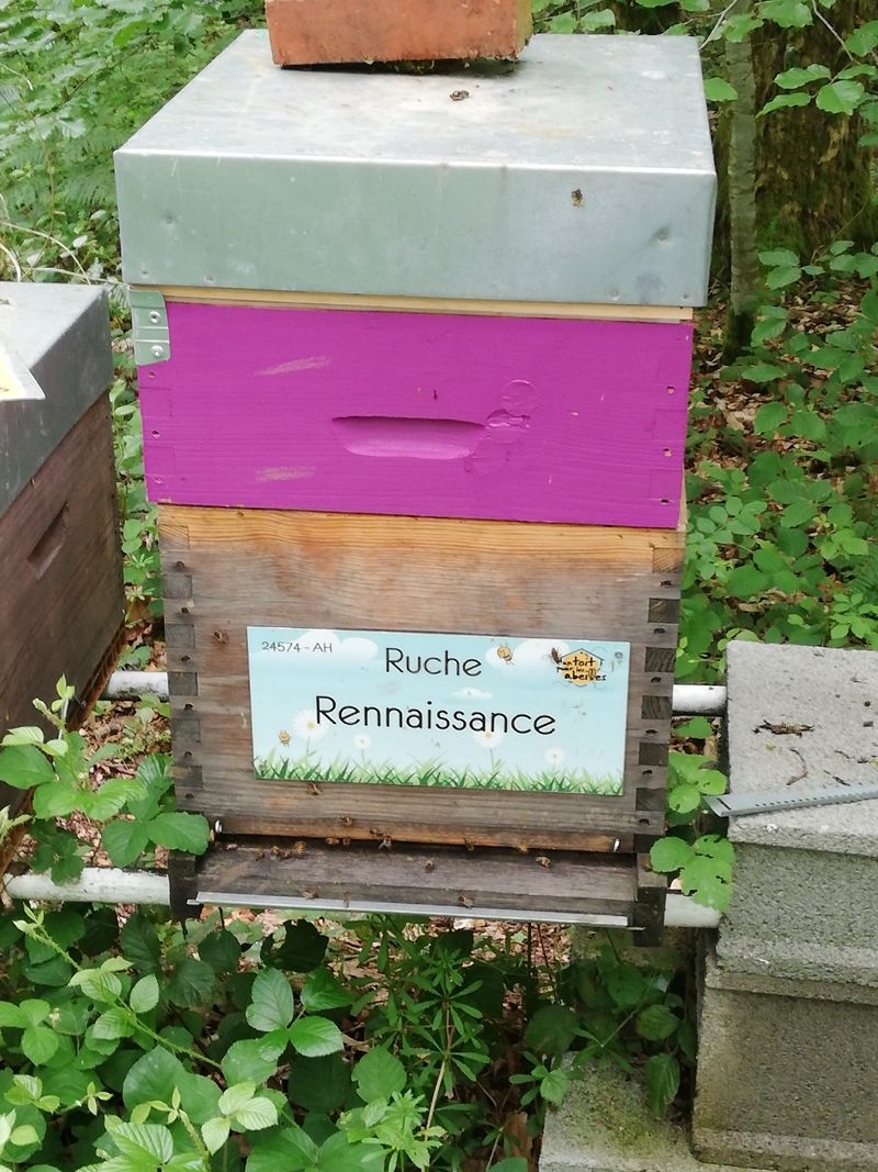 La ruche Rennaissance