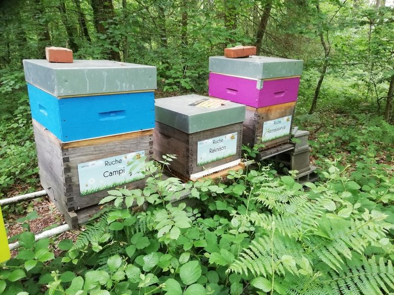 La ruche Rennaissance