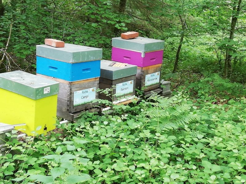 La ruche Rennaissance