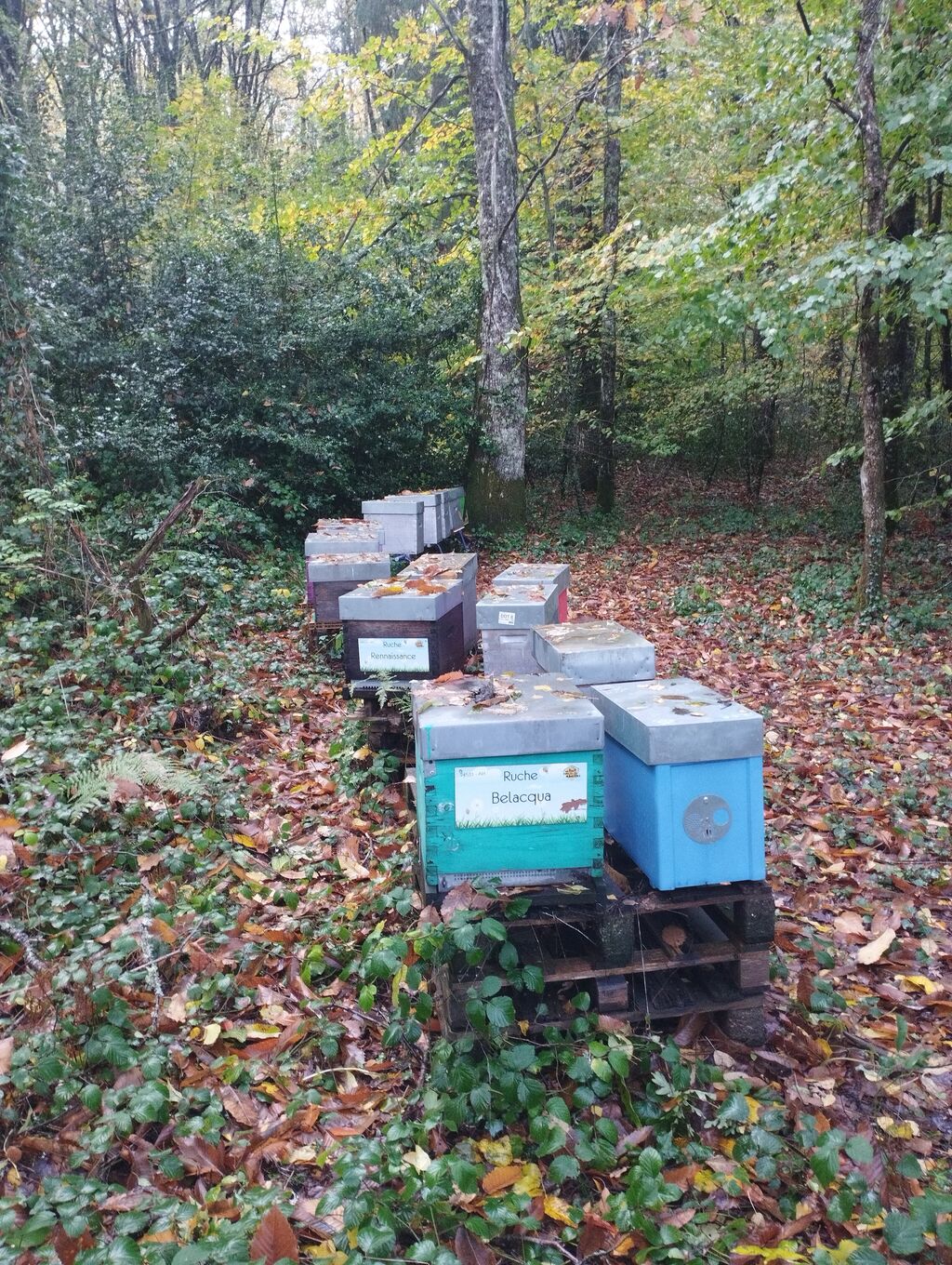 La ruche Rennaissance